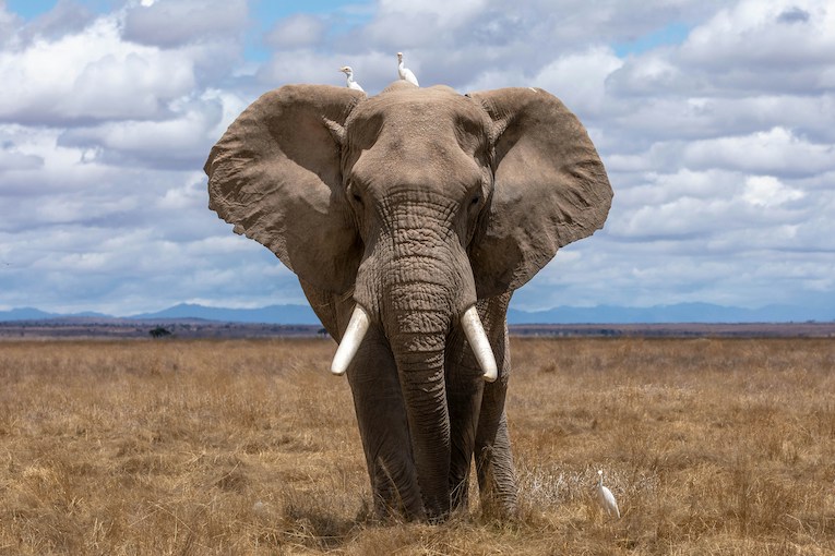 elephant standing in a grassy field
