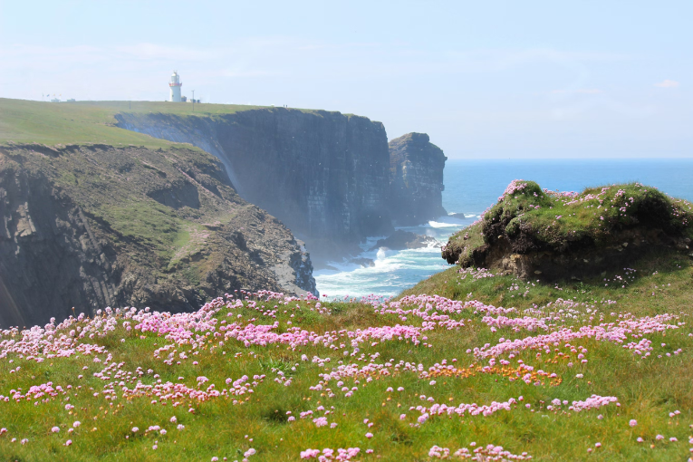 grass with flowers in front of cliffs and body of water