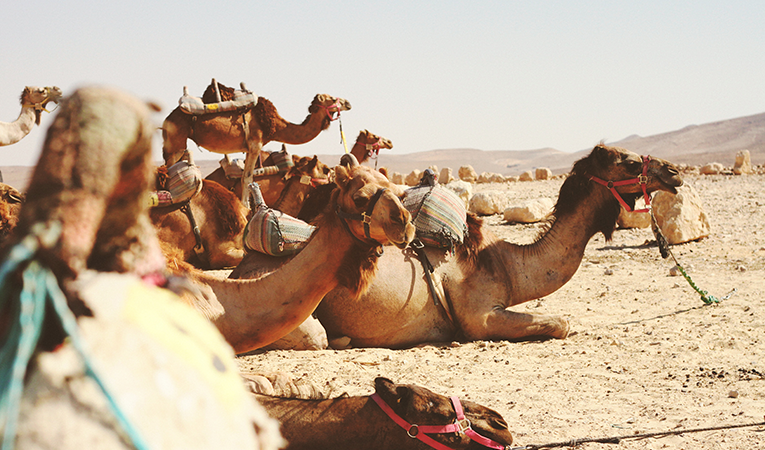 Camels in Negev, Israel