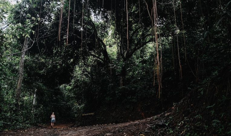 person walking through jungle in costa rica