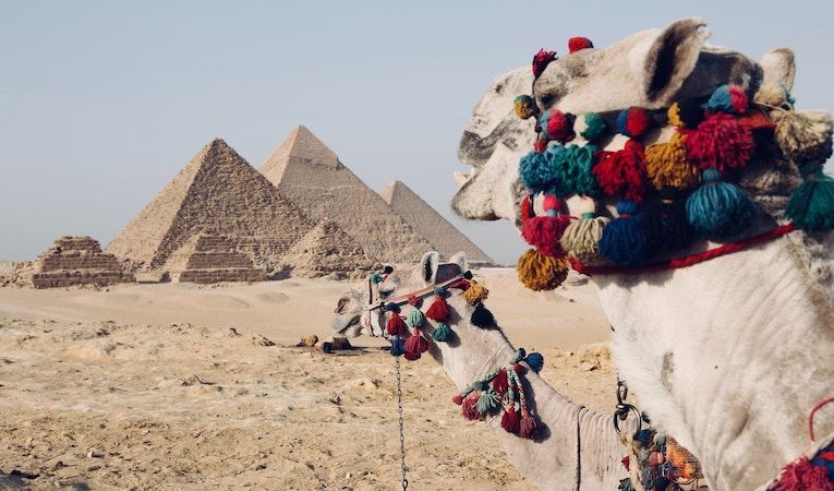 camels and pyramids in egypt