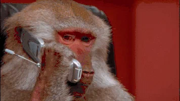 gif, monkey holding flip phone