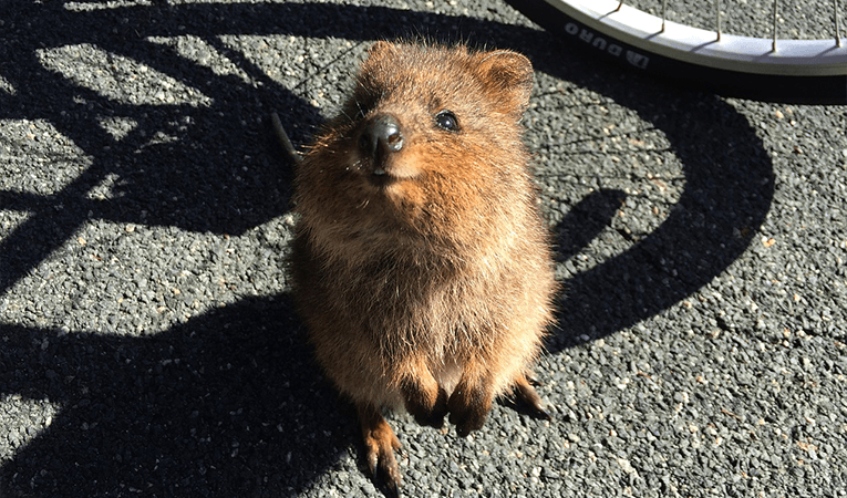 smiling quokka next to a bike