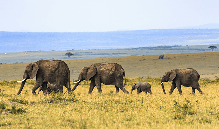 Is it Ethical to Volunteer with Elephants in Thailand?