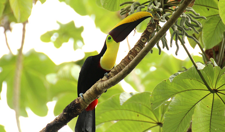 Toucan sitting on a tree branch