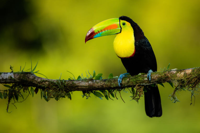 colorful bird sitting on branch with blurred green background