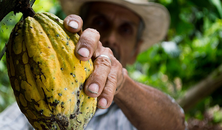 A farmer in Colombia picks a cocoa fruit