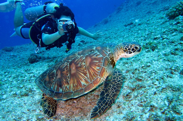 A scuba diver taking a photo of a large sea turtle while underwater.
