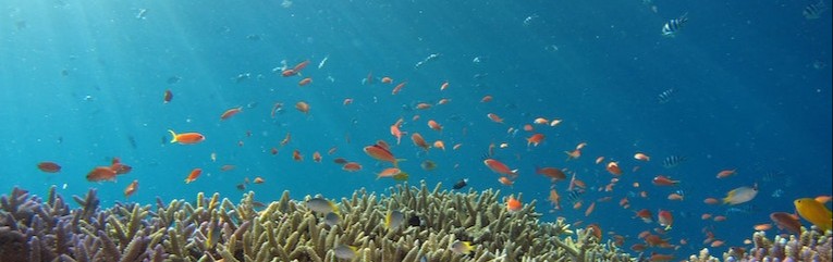 HOW FLORIDA SEASONS IMPACT CORAL REEF HEALTH at Pura Vida